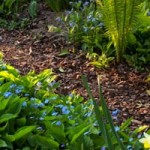How to Pick The Right Mulch