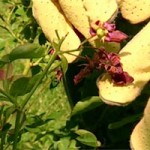 How to Prune and Train Roses